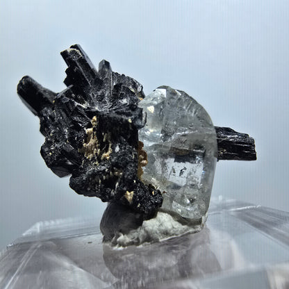 Spécimen rare de tourmaline schorl, quartz (?) Erongo, Namibie 29*15*10mm #12069 