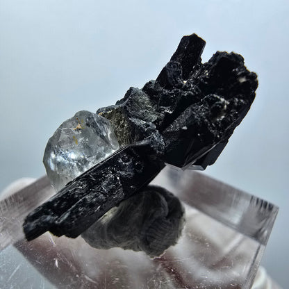 Spécimen rare de tourmaline schorl, quartz (?) Erongo, Namibie 29*15*10mm #12069 