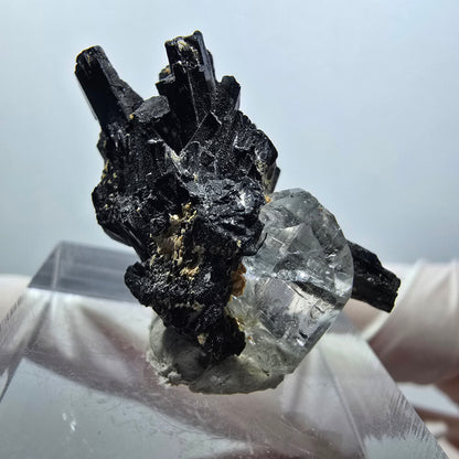Spécimen rare de tourmaline schorl, quartz (?) Erongo, Namibie 29*15*10mm #12069 