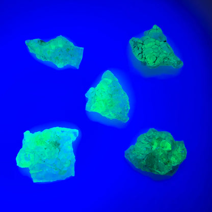 Lot de 5 écailles d'opale hyalite (minéral UV) Erongo, Namibie 14-18 mm #12300 