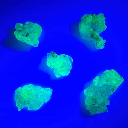 Lot de 5 spécimens d'opale hyalite (minéral UV) Erongo, Namibie 14-22 mm #12301 