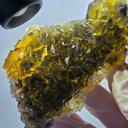 Fantôme Fluorite Cubes sur gangue, jaune Honey Pocket Okorusu Namibie 100*67*37mm #12671
