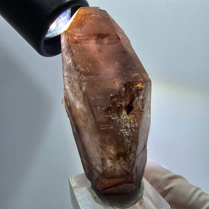Enhydro Skelett Phantom Rauchquarz Doppelender Zepter Goboboseb, Namibia 74*43*24mm #12966