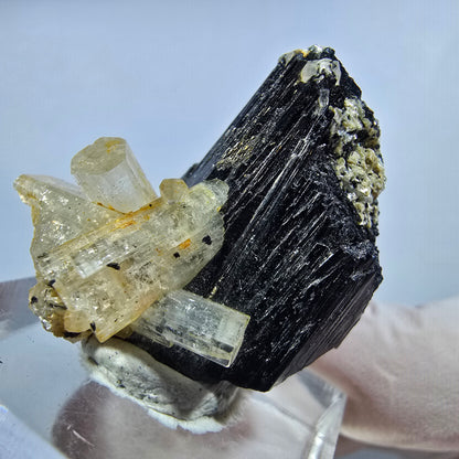 Seltene Goshenit (Beryl) auf Schörl Turmalin Stufe Erongo, Namibia 29*25*24mm #13224