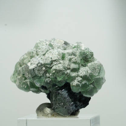 Seltene Phantom Fluorit Würfel, Schörl Turmalin Stufe Erongo, Namibia 22*17*12mm #13559
