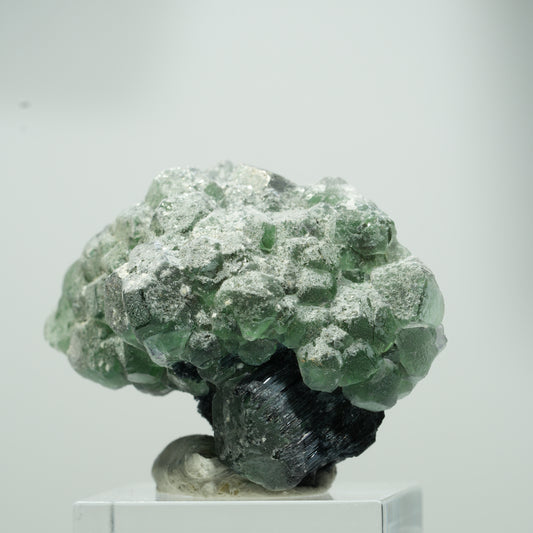 Seltene Phantom Fluorit Würfel, Schörl Turmalin Stufe Erongo, Namibia 22*17*12mm #13559