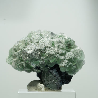 Seltene Phantom Fluorit Würfel, Schörl Turmalin Stufe Erongo, Namibia 22*17*12mm #13559