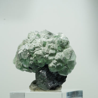Seltene Phantom Fluorit Würfel, Schörl Turmalin Stufe Erongo, Namibia 22*17*12mm #13559