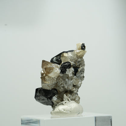 Seltene Schörl Turmalin, Rauchquarz Stufe Erongo, Namibia 15*11*8mm #13560