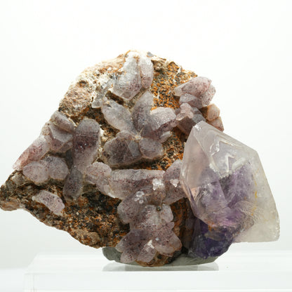 Skelett Phantom Amethyst Eisen Zepter auf Matrix Brandberg, Namibia 84*62*41mm #13894