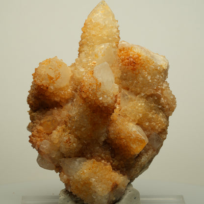 Seltene Kaktus Quarz, Spirit Quarz Stufe Boekenhouthoek, Südafrika 84*71*64mm #13964