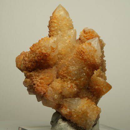 Seltene Kaktus Quarz, Spirit Quarz Stufe Boekenhouthoek, Südafrika 84*71*64mm #13964