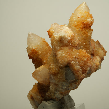 Seltene Kaktus Quarz, Spirit Quarz Stufe Boekenhouthoek, Südafrika 84*71*64mm #13964