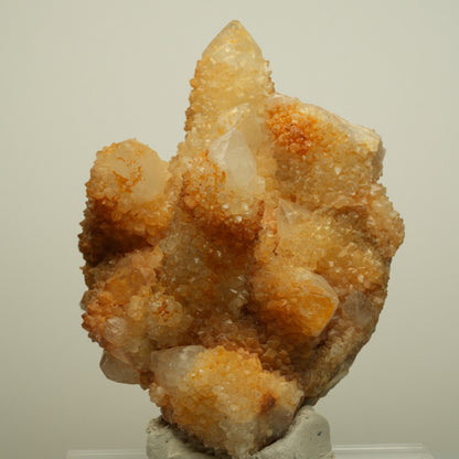 Seltene Kaktus Quarz, Spirit Quarz Stufe Boekenhouthoek, Südafrika 84*71*64mm #13964