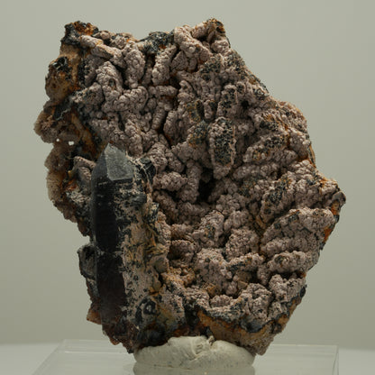 Schöne Rauchquarz Spitze auf Matrix Goboboseb, Namibia 68*52*21mm #14072