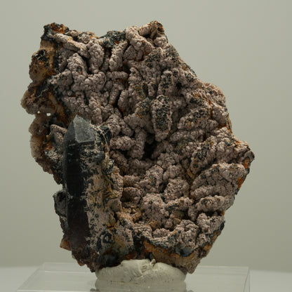 Schöne Rauchquarz Spitze auf Matrix Goboboseb, Namibia 68*52*21mm #14072