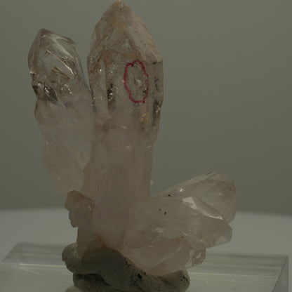 Enhydro Phantom Rauchquarz Skelett Zepter Spitzen, 2x Blase Goboboseb, Namibia 47*38*22mm #14074