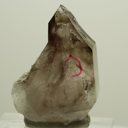 Enhydro Skelett Phantom Rauchquarz Zepter Spitze, 1x Blase Goboboseb, Namibia 31*24*17mm #14182