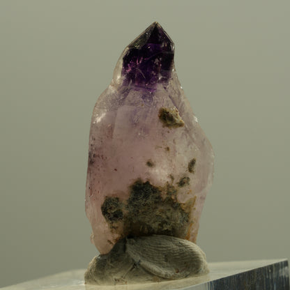 Seltene Phantom Amethyst Zepter mit Eisen Spitze Brandberg, Namibia 30*14*12mm #14203