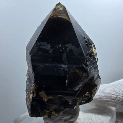Sceptre de poche en quartz fumé squelette fantôme lémurien, Goboboseb de la Saint-Valentin, Namibie, 66 x 41 x 36 mm 