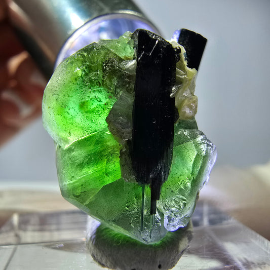 Cube hexagonal de fluorite fantôme, muscovite, tourmaline Schörl, Erongo, Namibie, 22 x 17 x 12 mm