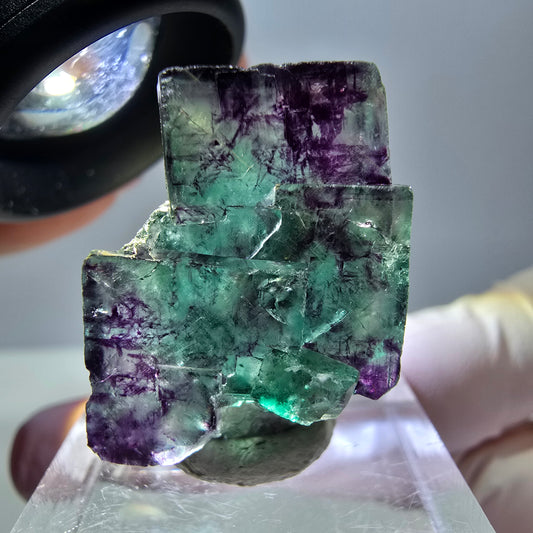 Phantom Fluorit Würfel Stufe, parkettiert grün lila Okorusu, Namibia 26*18*13mm