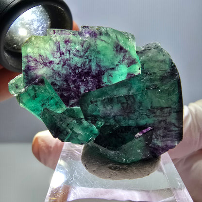 Spécimen de cube de fluorite fantôme, parqueté vert violet Okorusu, Namibie 40*31*20 mm 