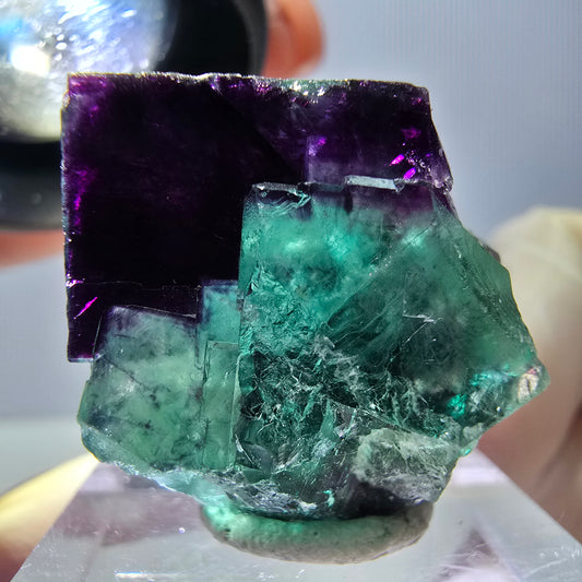 Phantom Fluorit Würfel Stufe, parkettiert grün lila Okorusu, Namibia 23*23*15mm