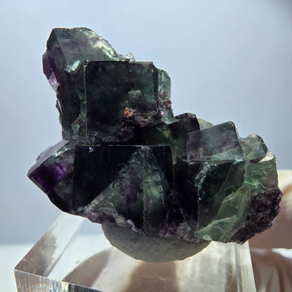 Spécimen rare de cube de fluorite, vert violet, Okorusu, Namibie, 35 x 24 x 19 mm 