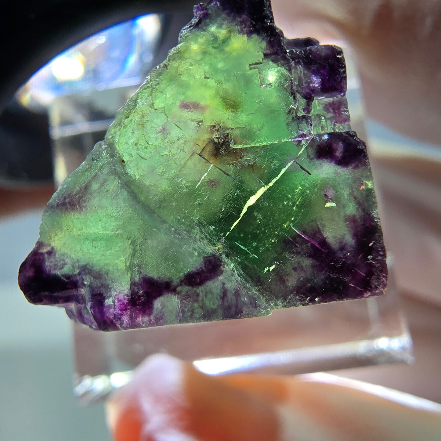 Phantom Fluorit Würfel Stufe, parkettiert, zonal Okorusu, Namibia 18*18*18mm