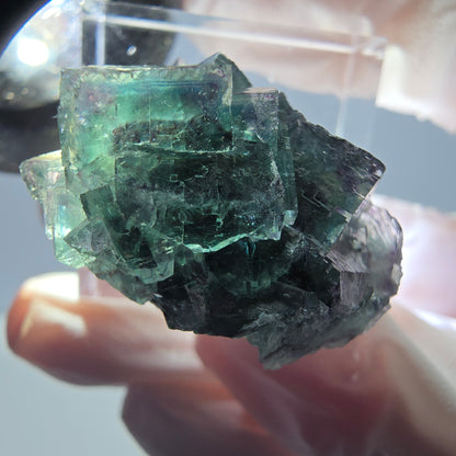 Spécimen de cube de fluorite fantôme, parqueté vert violet Okorusu, Namibie 27*24*17 mm 