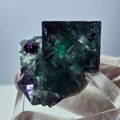 Spécimen de cube de fluorite fantôme, parqueté vert violet Okorusu, Namibie 31*25*20 mm 