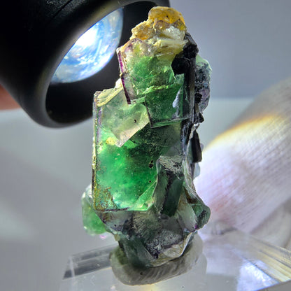 Cube de fluorite fantôme zonal, tourmaline muscovite Schörl hyalite Erongo, Namibie 36 x 21 x 17 mm 