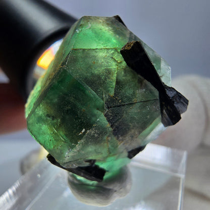 Spécimen de tourmaline Schorl hexagonale en fluorite fantôme, Erongo, Namibie, 23 x 22 x 22 mm 