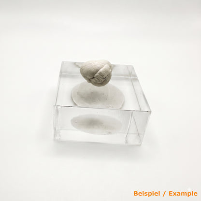 Mineralien-Kitt 1m Weiß Befestigungskitt Mineralienkleber für Fossilien 5mm