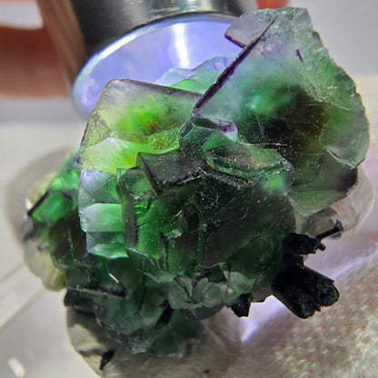 Fluorite fantôme zonale, muscovite, tourmaline Schörl, quartz fumé Erongo, Namibie 31*18*13mm 