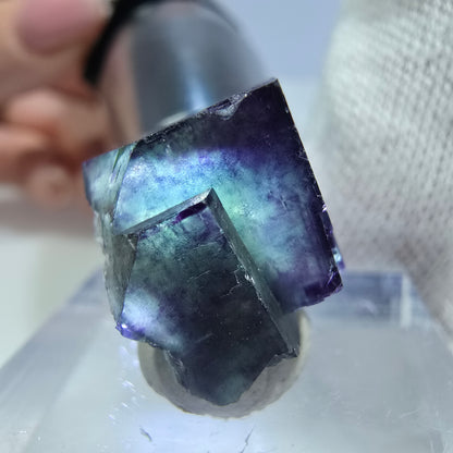 Rare spécimen de cube de fluorite fantôme, vert-violet zonal, Okorusu, Namibie, 19 x 17 x 14 mm 
