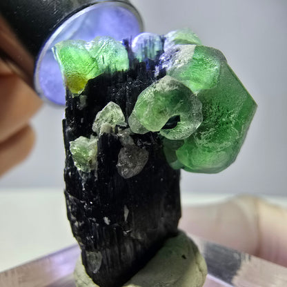 Cube de fluorite fantôme hexagonal, muscovite, tourmaline Schörl Erongo, Namibie 29*21*21mm 
