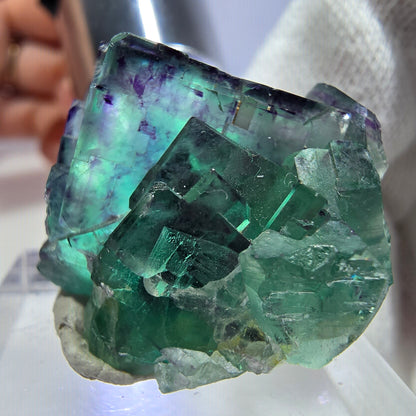 Spécimen rare de cube de fluorite fantôme, vert zonal et violet, Okorusu, Namibie, 30 x 26 x 18 mm 