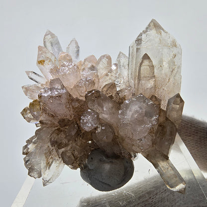 Skeleton Phantom Smoky Quartz DT Scepter Grade Valentine Pocket, Namibia 55*44*18mm 