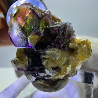 Spécimen de fluorite fantôme colorée, tourmaline scholle, muscovite, Erongo, Namibie, 27 x 24 x 18 mm 