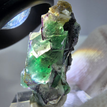 Cube de fluorite fantôme zonal, tourmaline muscovite Schörl hyalite Erongo, Namibie 36 x 21 x 17 mm 