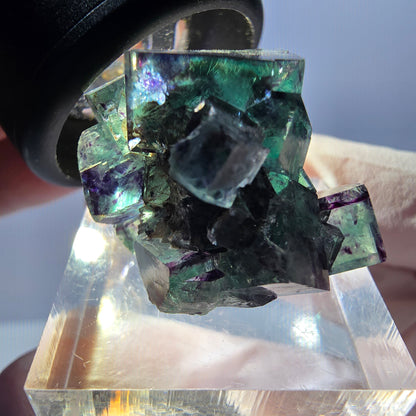 Spécimen de cube de fluorite fantôme, parqueté vert violet Okorusu, Namibie 27*21*19 mm 