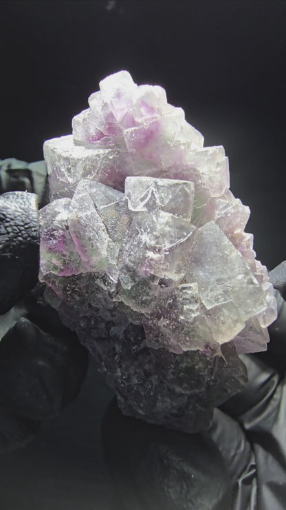 Phantom Fluorite Cube Tier Vert Violet Blanc Okorusu, Namibie 52*33*27mm Collection